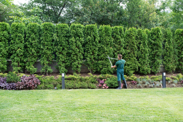 Best Lawn Irrigation Installation and Maintenance  in Camp Springs, MD