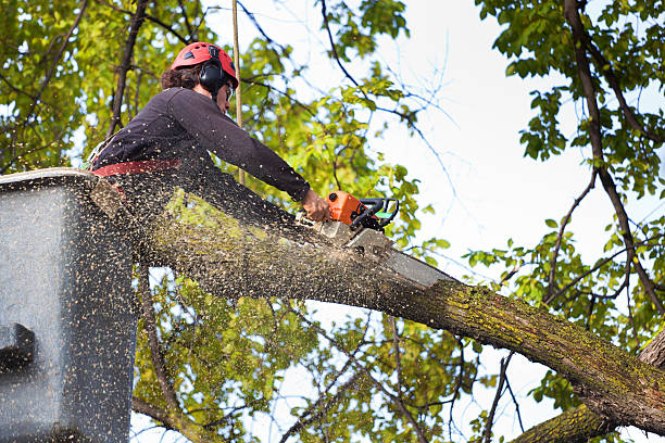 Best Tree Health Inspection  in Camp Springs, MD